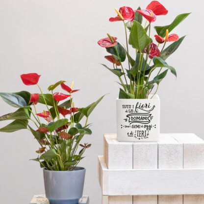 vaso-regalo-idee-compleanno-amica-casa-giardino