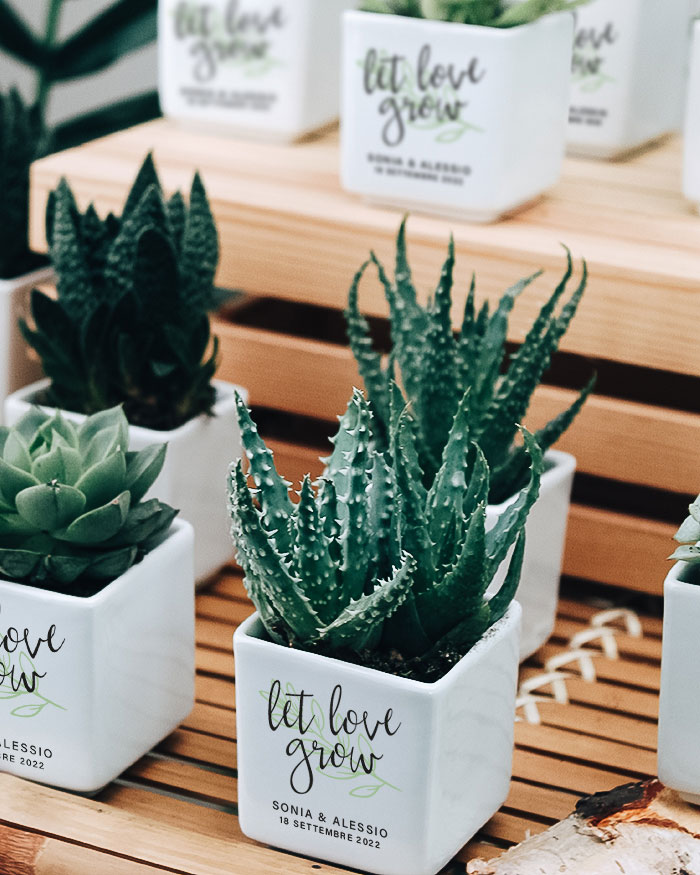 Bomboniera con Piante Grasse Succulente e Mini Cactus in Vasetto di  Ceramica Bianco con Frase Let Love Grow in Corsivo, Nomi e Data