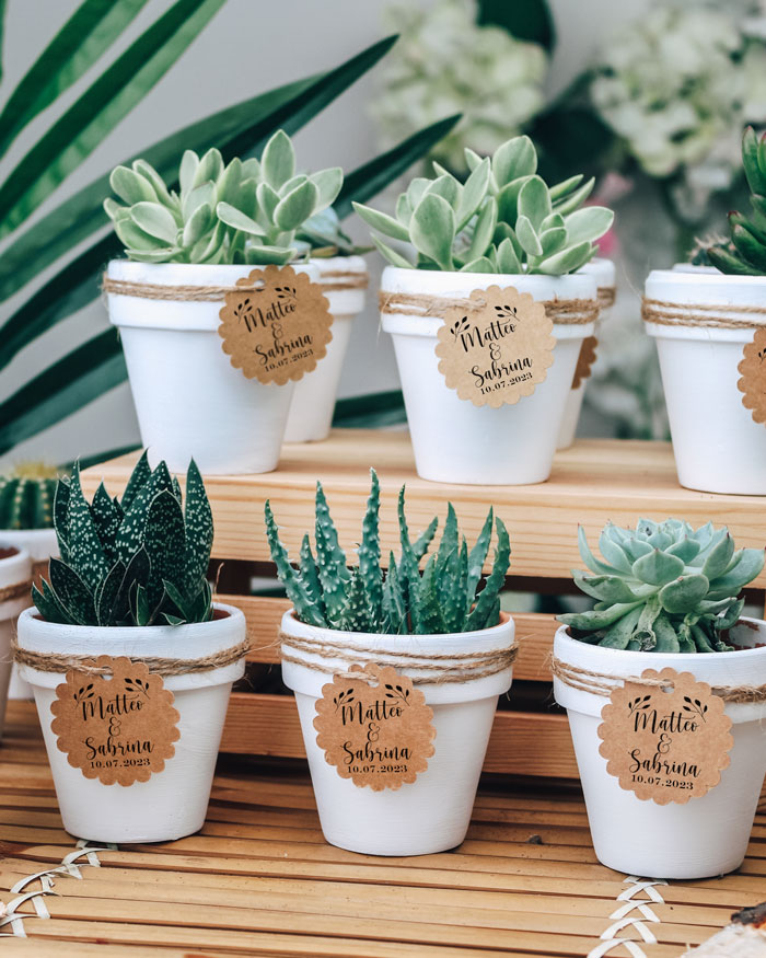 Bomboniera con Piante Grasse Succulente e Mini Cactus in Vasetto di  Terracotta Bianco con Etichetta in Carta Personalizzabile