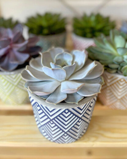 Pianta Succulenta in Vaso Decori Etnici Colorati con Segna Pianta in Legno Personalizzato Regalo Maestra - immagine 2