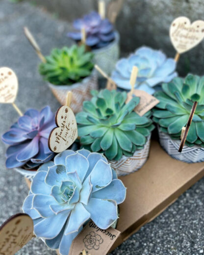 Pianta Succulenta in Vaso Decori Etnici Colorati con Segna Pianta in Legno Personalizzato Regalo Maestra - immagine 4