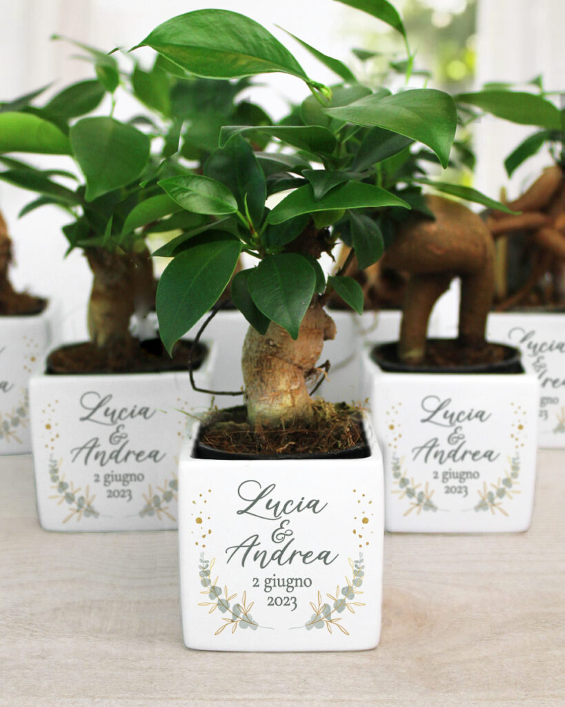 bomboniere-bonsai-pianta-matrimonio-sposi