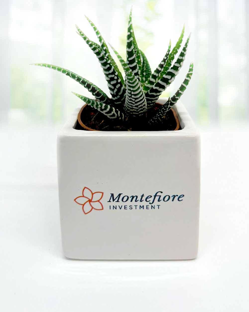 Piantine Grasse Succulente e Mini Cactus in Vasetto di Ceramica Bianco con  Logo Regalo Aziendale Business Gadget Personalizzato Anche Piccole Tirature