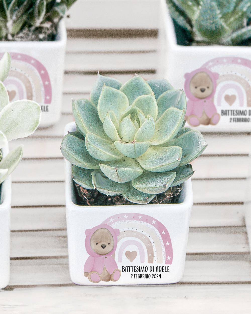 Bomboniera con Piante Grasse Succulente e Mini Cactus in Vasetto di  Ceramica Bianco con Nomi in Corsivo e Data