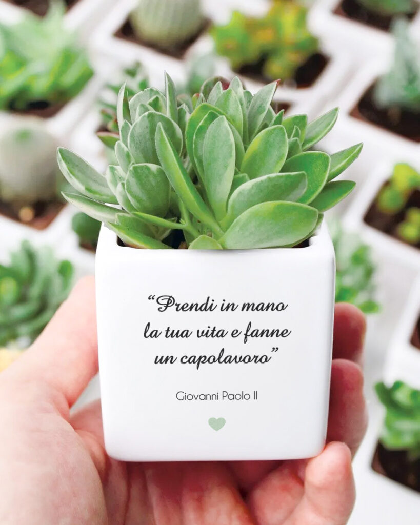 bomboniera-con-piante-grasse-succulente-e-mini-cactus-in-vasetto-di